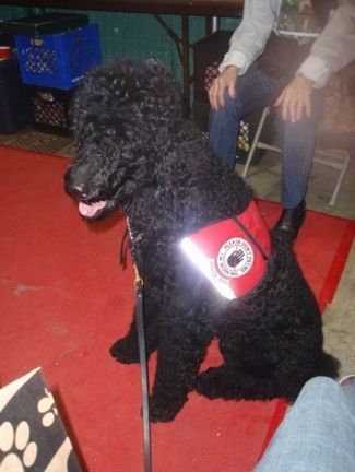 Il lato sinistro di un cane di servizio standard barboncino nero, spesso, riccio, seduto su un tappeto rosso. Indossa un giubbotto rosso che guarda a sinistra, la sua bocca è aperta e la sua lingua sporge.