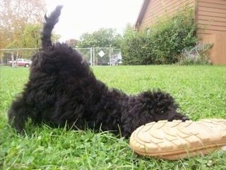 Phần bên phải của chú chó con Standard Poodle màu đen, dày, phủ lông xoăn, đang chơi đùa trên cỏ với đầu cúi xuống ngửi một chiếc giày và mặt sau hướng lên không trung.