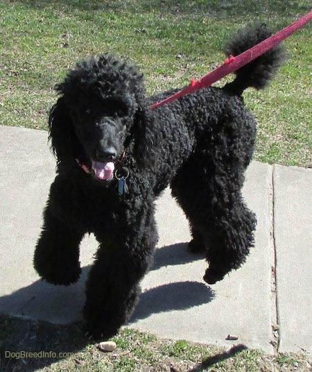 Vorderansicht - Ein schwarzer Standardpudelhund, der über einen Gehweg steht und nach vorne schaut. Sein Mund ist offen und seine Zunge ragt heraus.