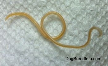 Dolg rjav okrogel črv na papirnati brisači.