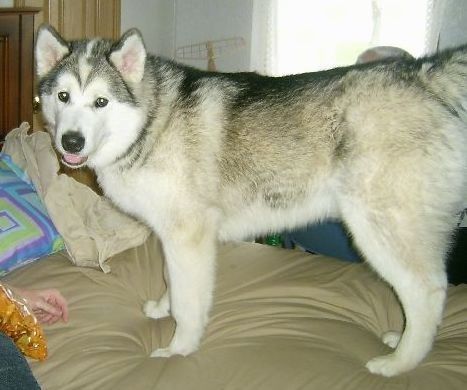 Storas kailis, didelės veislės, pilkas, įdegis ir baltas šuo su mažomis dūrio ausimis ir apvaliomis tamsiomis akimis, stovintis ant žmogaus lovos