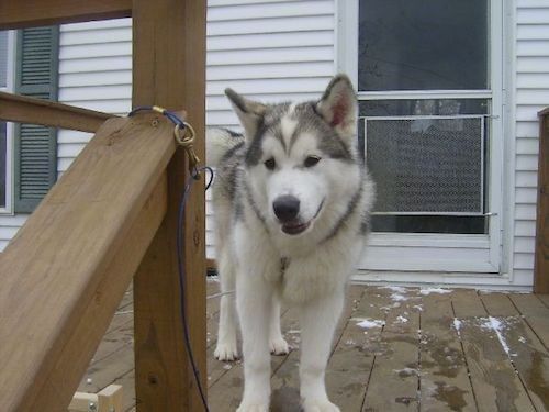 Didelės veislės pilkas ir baltas šuo durtomis ausimis, tamsiomis akimis, didele juoda nosimi ir sunkiu kailiu, stovinčiu lauke ant medinio denio priešais namą