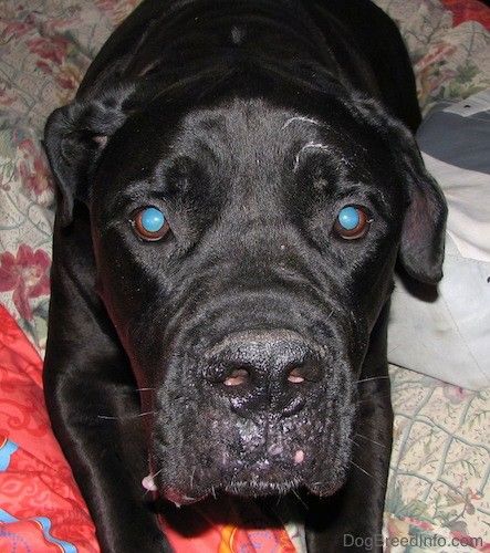 Framifrån och tittar ner på ansiktet på en stor svart hund med ett stort huvud, bruna ögon och en stor svart näsa med extra hud som ligger på en person