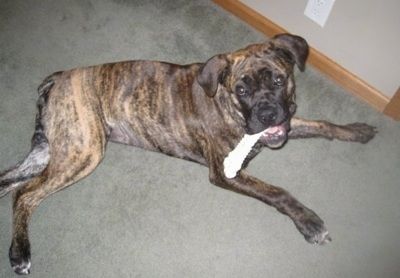מיה הגורה בורבועל מונחת על השטיח עם עצם כלב בפה