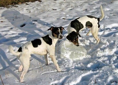 Sigurd ja Tjalfe, tanskalais-ruotsalaiset maatilakoirat, ovat ulkona lumessa leikkiessään suurella jääpalalla