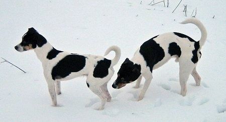 Sigurd ja Tjalfe, tanskalais-ruotsalaiset maatilakoirat, seisovat ulkona lumessa. Tjalfe haistaa Sigurdia