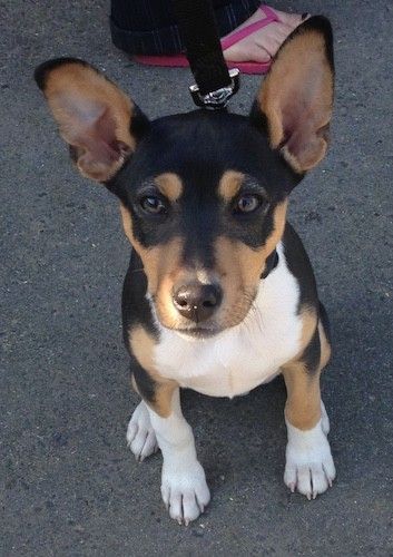 एक छोटे से काले, तन और सफेद तिरंगे वाले पिल्ले को बड़े चुभन वाले कान और भूरे रंग की आँखों से देखते हुए, उसके पीछे गुलाबी फ्लिप फ्लॉप वाले एक व्यक्ति के साथ फुटपाथ पर बैठे