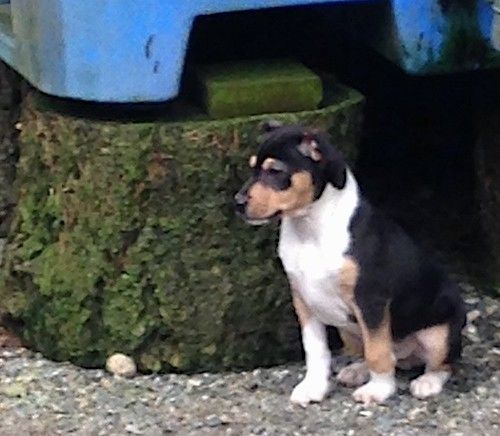 Um cachorrinho tricolor sentado do lado de fora olhando para a esquerda