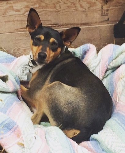 Отблизо - куче с уши, трицветно, черно, тен и бяло териер, легнало върху одеяло пред дървена стена на плевнята.
