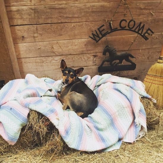 Куче с уши, трицветно, черно, тен и бяло териер, легнало върху одеяло върху бали сено пред дървена стена на плевнята. На стената има надпис с черен медал с кон, който пише