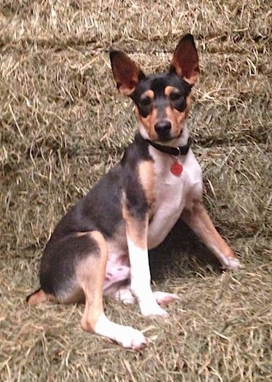 Perkülű fülű, háromszínű, fekete, barnás és fehér terrier kutya széna báláknak támaszkodó istállóban.