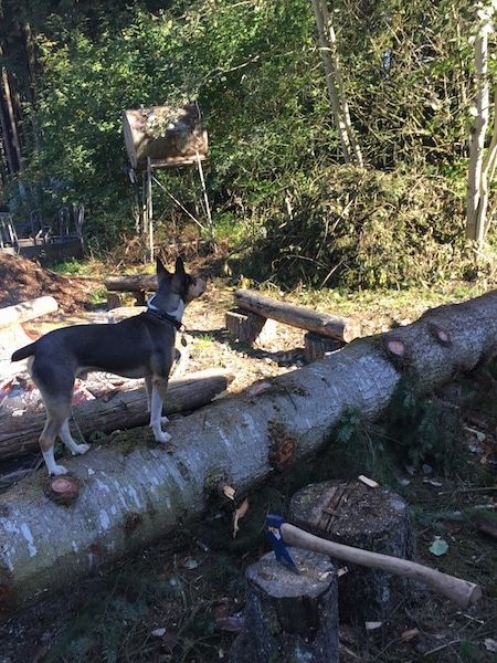 כלב טרייר אוזן-perk, טריקולור, שחור, שזוף ולבן על גבי עץ צדדי שקוצצים אותו להסקה.