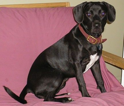 उसके सीने पर सफ़ेद, काले मुलायम चमकदार कानों के साथ एक मोटा मांसल काला कुत्ता, जो नीचे की ओर लटकता है, गहरी गोल आँखें, एक लंबी काली पूंछ और एक काले नाक और होंठ जो एक मोटी लाल कॉलर पहने फुकसिया रंग के सोफे पर नीचे बैठे हैं।