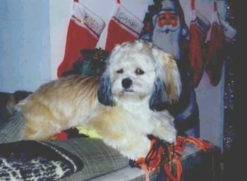 Miękko wyglądający, długowłosy, podpalany z biało-czarnym psem Peek-A-Poo leży na łóżku, patrząc w lewo. Na ścianie za nim wiszą świąteczne skarpety.