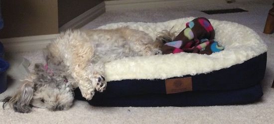 Po jego prawej stronie śpi opalenizna z biało-czarnym Peek-A-Poo. Jego ciało leży na legowisku dla psa, ale głowa leży na dywanie.