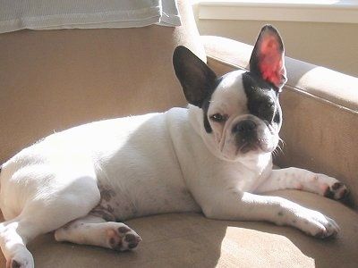 Biela s čiernym šteniatkom Frenchie Pug leží na gauči so slnkom, ktoré na neho svieti cez okno
