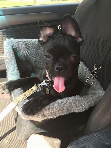Un francès francès pug està posat en un seient de cotxe per a gossos al costat del passatger d’un vehicle. Té la boca oberta i la llengua fora