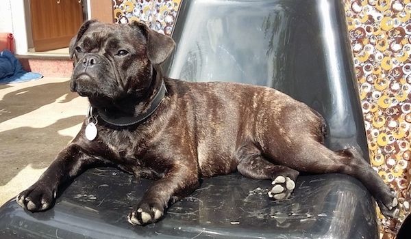Keskikokoinen ruskea brindle-koira, jonka nenä on työnnetty taaksepäin ja miltä näyttää kulmakarvojen kasvoilta roikkuvista huulista, jotka makaavat mustalla muovituolilla ulkona auringossa.