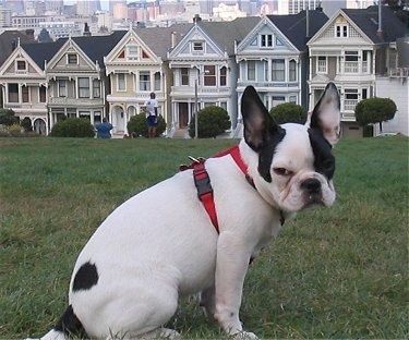 Pug Frenchie berwarna putih sedang duduk di ladang. Terdapat seseorang dan barisan rumah gaya san francisco di belakangnya.