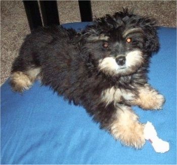 ลูกสุนัข Mauxie ขนปุยสีดำและสีน้ำตาลกำลังนอนอยู่บนหมอนสีน้ำเงินบนพรมสีแทนใต้โต๊ะ มีกระดูกดิบอยู่ด้านหน้าอุ้งเท้า