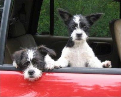 Cuddles and Frenchie the Boshihs tergantung di tingkap sebuah kereta merah