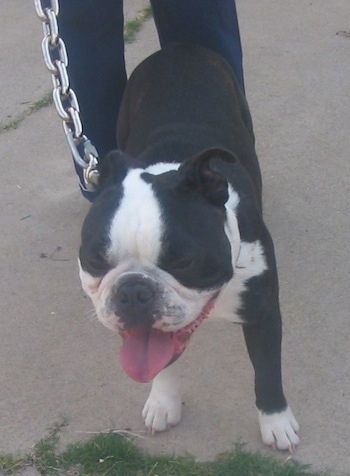Jack, chú chó Boston-Bulldog Anh màu đen và trắng đang đứng trên vỉa hè đeo một sợi dây xích rất dày với một người phía sau. Miệng anh ấy mở, lưỡi thè ra và mắt anh ấy nhắm lại
