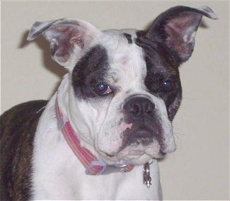 Lähikuva - Chloe, iso korvainen ruskea brindle ja valkoinen englantilainen Boston-Bulldog, istuu seinän edessä ja odottaa