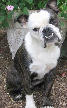 Marvin, die braune gestromte und weiße englische Boston-Bulldogge, sitzt vor einer großen Blumenvase. Sein Kopf ist nach links geneigt