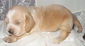 Nærbilde - En brunfarge med hvit Hush Basset valp sover på en hvit pute.