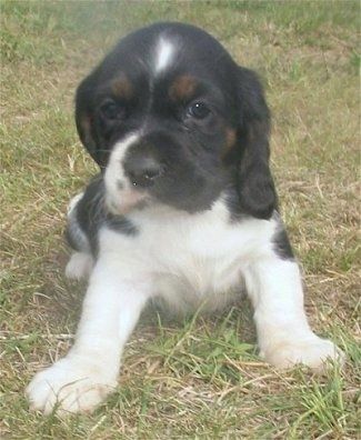 Anak anjing Hush Basset berwarna hitam kecil dengan putih dan tan sedang duduk di rumput melihat ke hadapan.