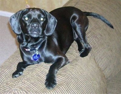 Một chú chó Hush Basset màu đen sáng bóng đang nằm trên lưng của một chiếc ghế dài màu nâu