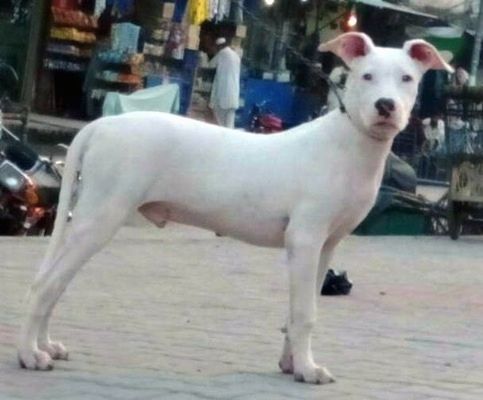 Profil Kanan - Anak anjing Bull Pakistan berwarna putih sedang berdiri di jalan dan ia menantikan pasar luar