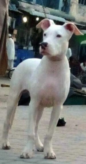 Anak anjing Pakistan Bull Dog berwarna putih sedang berdiri di jalan dan ia melihat ke kiri. Terdapat pasar dengan seorang lelaki berpakaian putih di kejauhan.
