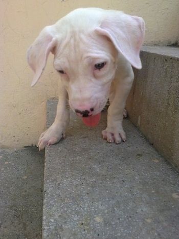 Pandangan dari depan ke depan - Anak anjing Bull Pakistan berwarna putih sedang berdiri di atas tangga batu dan ia melihat ke bawah. Mulutnya terbuka dan lidah keluar.
