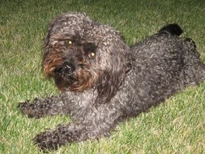 Sprednja leva stran kodraste prevlečene sive s črnim psom Yorkipoo, ki leži čez travnato površino. Ima široke okrogle temne oči, ki se svetijo zeleno, in črn nos.
