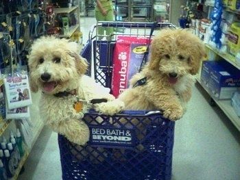 Sam in Riley the Bichon Poodles v trgovini znotraj nakupovalnega vozička Bed, Bath in Beyond z roza vrečko pasje hrane Eukanuba za njimi