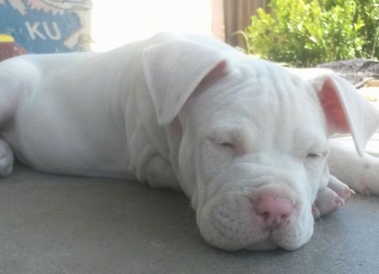 Dešinė balto „Bullboxer Pit“ šuniuko, miegančio ant verandos, pusė.