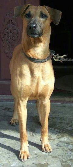 Поглед сприједа - Смеђи пас широких ушију које се преклапају напред, дугом црном њушком и црним носом у црној огрлици која стоји на бетону испред ружичастог бетонског зида.