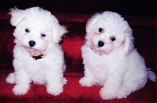 Du pūkuoti maži balti šunys, sėdintys vienas šalia kito ant blizgančios raudonos sofos, pakreipę galvas į dešinę