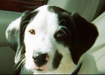 Close Up-카메라 홀더를보고있는 자동차의 앞 좌석에 앉아있는 Boxerdoodle 강아지 Jake
