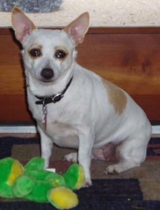 Seekor putih dengan warna Ratshi Terrier sedang duduk di atas permaidani dan di hadapannya adalah mainan katak mewah. Terrier melihat ke hadapan. Anjing itu mempunyai berat badan berlebihan dan mempunyai telinga yang kuat.