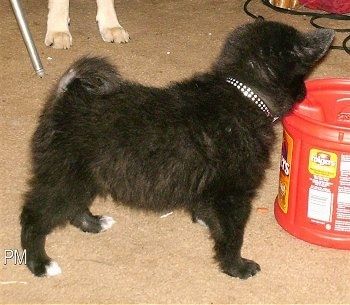 O lado direito de um filhote de cachorro Schip-A-Pom preto fofo com branco que está parado no chão olhando para uma lata de café Folgers.