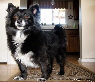 Изглед отпред отблизо - Черно с бяло куче Schip-A-Pom стои на кафяв ориенталски килим и гледа напред.