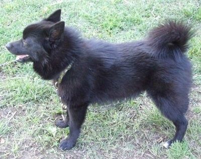 פרופיל שמאל - כלב שחור עם לבן Schip-A-Pom עומד בעשב והוא מביט שמאלה. פיו פתוח ולשונו בחוץ. זנבו מכורבל מעל גבו.