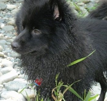 Vista lateral frontal de perto - Um cachorro Schip-A-Pom preto molhado está de pé nas rochas e está olhando para a esquerda.