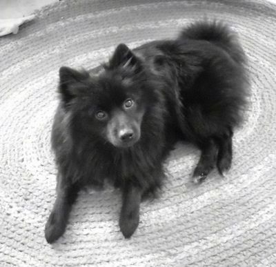 Vista des de la part superior mirant cap avall al gos: un esponjós Schip-A-Pom negre es posa sobre una catifa i mira cap amunt. El seu cap està lleugerament inclinat cap a l