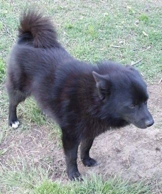 En lille, perk eared, sort med hvid Schip-A-Pom står i ujævn græs og ser mod højre.