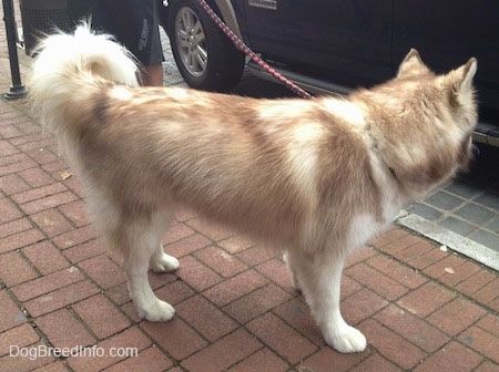 Правая сторона красно-белой собаки сибирского хаски, стоящей на кирпичной улице и смотрящей направо на машину, которая едет перед ней.
