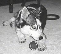 На ковре лежит черно-бело-серый сибирский хаски, смотрит направо, а перед ним теннисный мяч. Собака похожа на волка.
