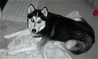 Поглед одозго на црног, сивог и белог пса сибирског хаскија који лежи преко тепиха на површини покривача и гледа горе.